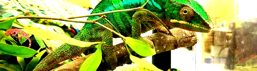 Repticon Reptile and Exotic Animal Show