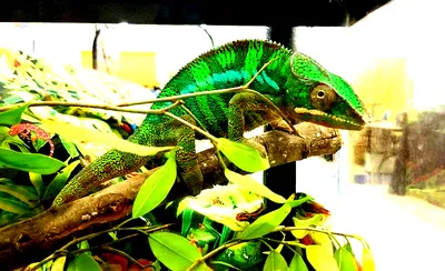 Repticon Reptile and Exotic Animal Show