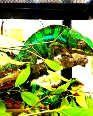 Repticon Reptile and Exotic Animal Show event