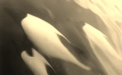 The Sea Beyond the Ocean